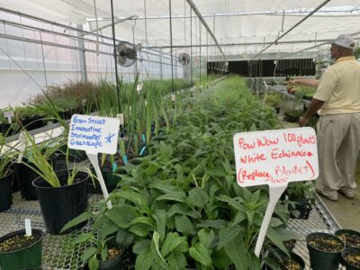 Fall 2021 Person St Greenscape 1