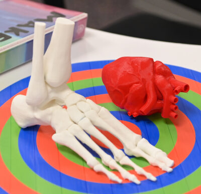 3 D printed human foot skeleton and human heart