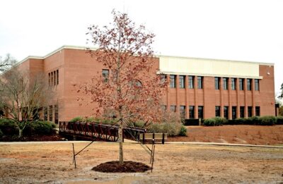 A small white oak tree, secured with staked lines, stands on the lawn in front of a brick building.