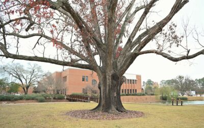 A huge white oak tree stands in the lawn in front of the Health Technologies Building.