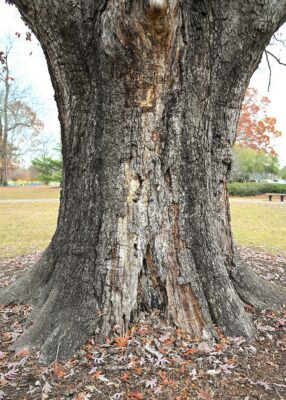 A close-up photo of the white oak tree's trunk shows dead, discolored wood.