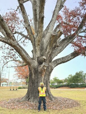 A grounds technician stands in front of the tree for perspective.