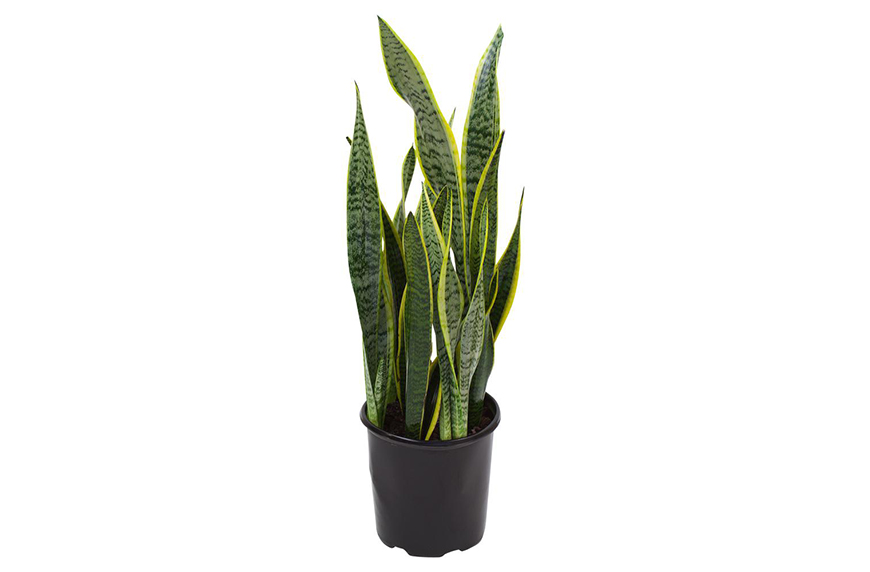 Snake Plant assorted