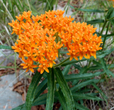 Asclepias Tuberosa