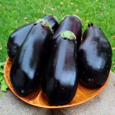 Eggplant Black Beauty 17 2