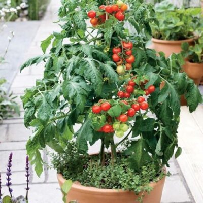 Pot N Patio Cherry Tomato