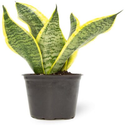 Snake Plant