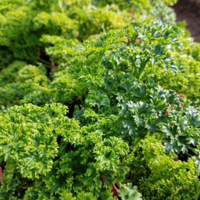 Parsley