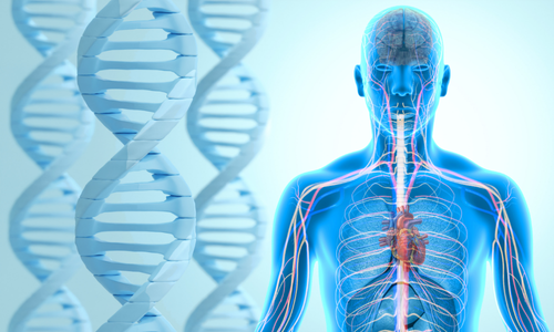 Digital illustration of DNA double helix alongside a human figure.