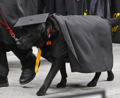 A black Labrador retriever service dog wearing a cap and gown walks across the stage during graduation.